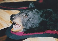 Bear Rug
