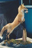 Fox