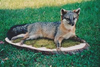 Fox