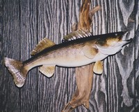 Walleye