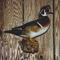 Wood Duck